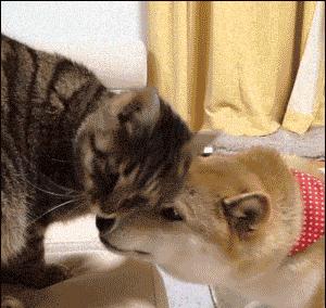 猫咪对金毛狗狗情有独钟，主人干脆买一只回来，这是什么神仙剧情