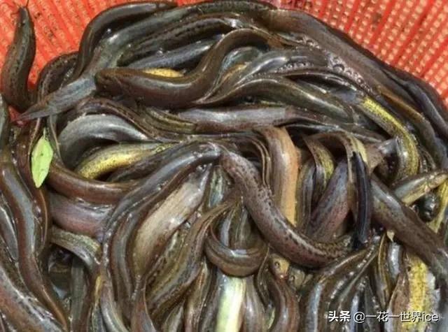 养殖泥鳅的市场价格是多少,泥鳅养殖现在什么行情