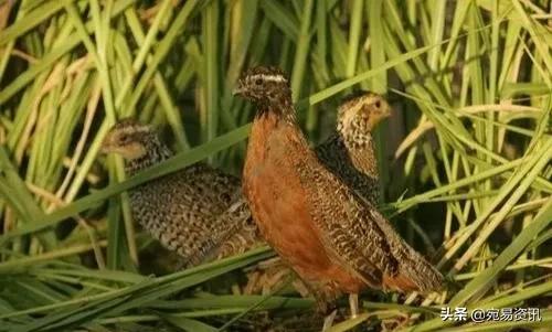 中国文化遗产斗鹌鹑,中国非物质文化遗产斗鹌鹑