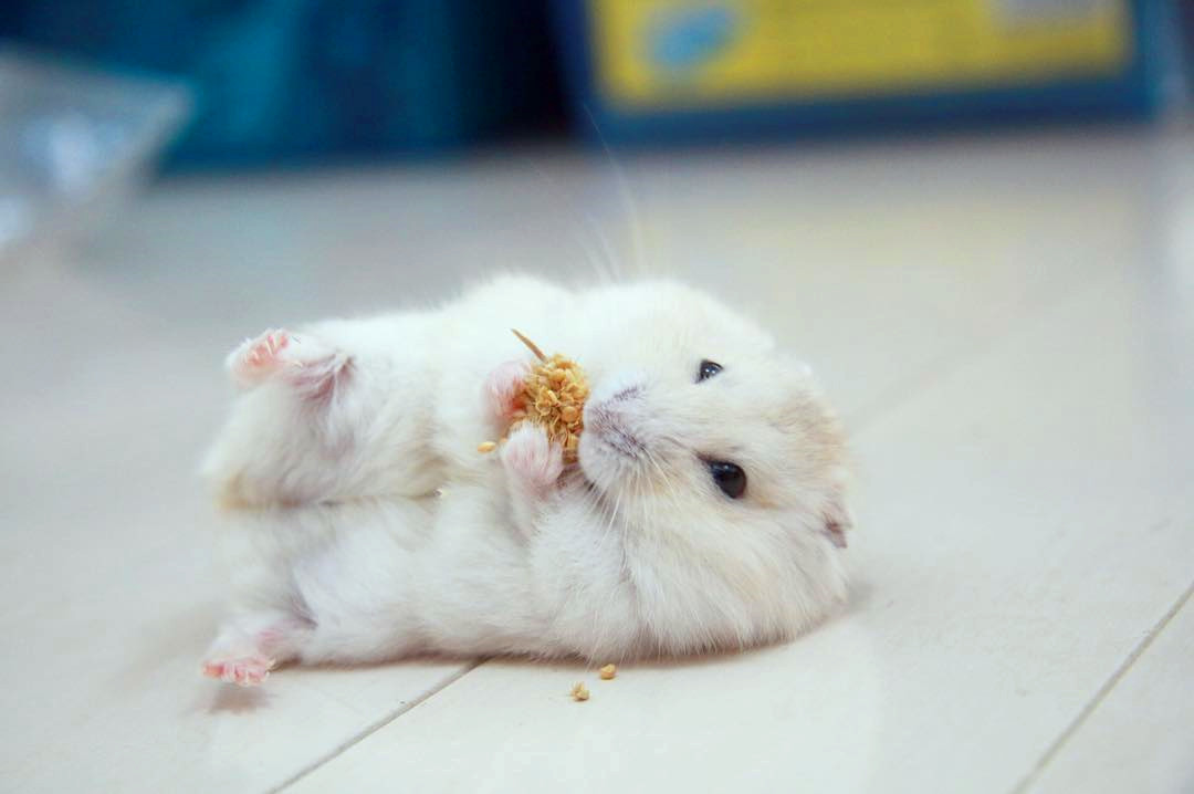 没时间陪仓鼠怎么跟仓鼠亲近,仓鼠太凶不敢戴牵引绳怎么办