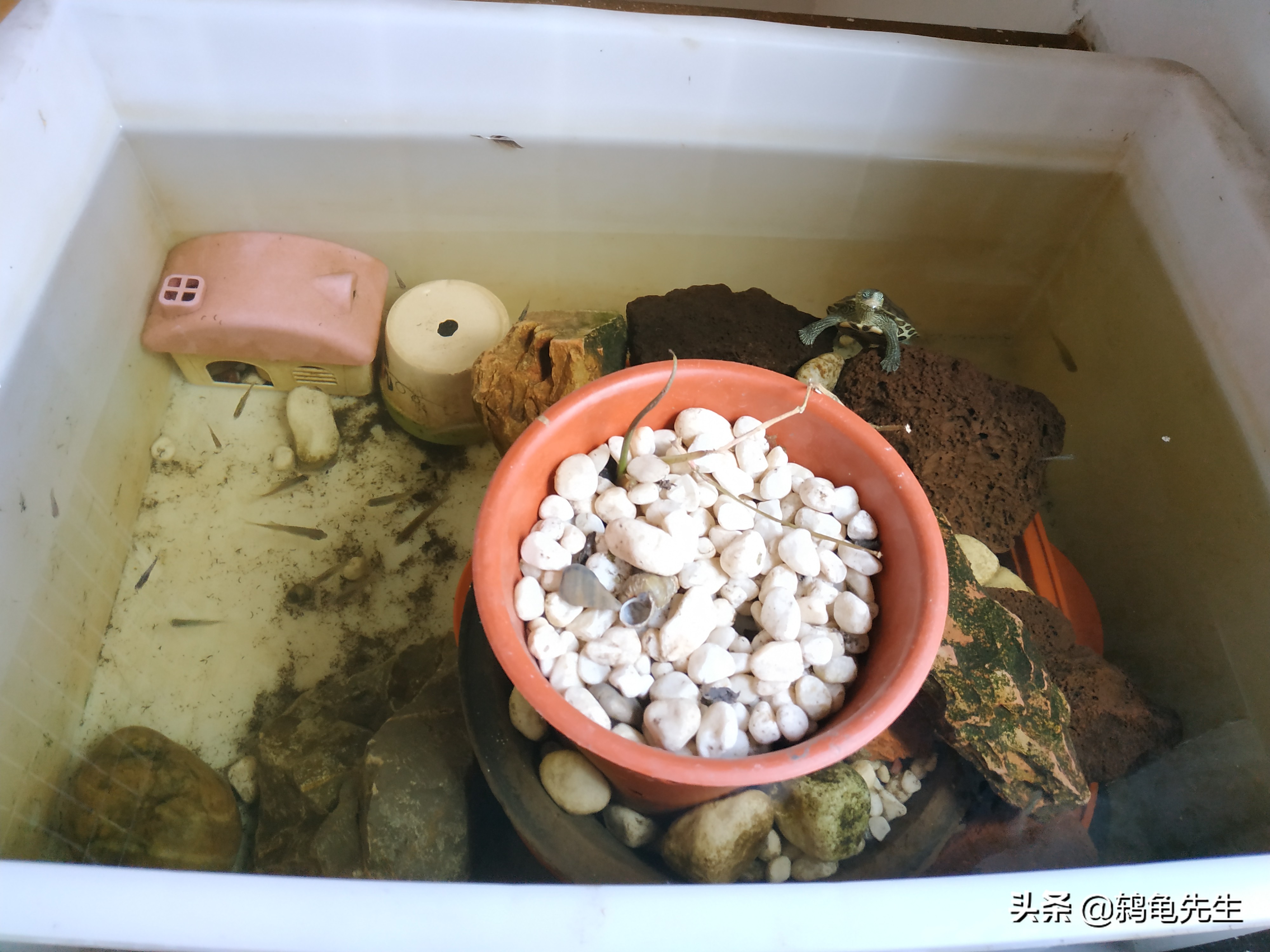 浅水过背养龟有什么危害,如何理解养龟中的浅水过背