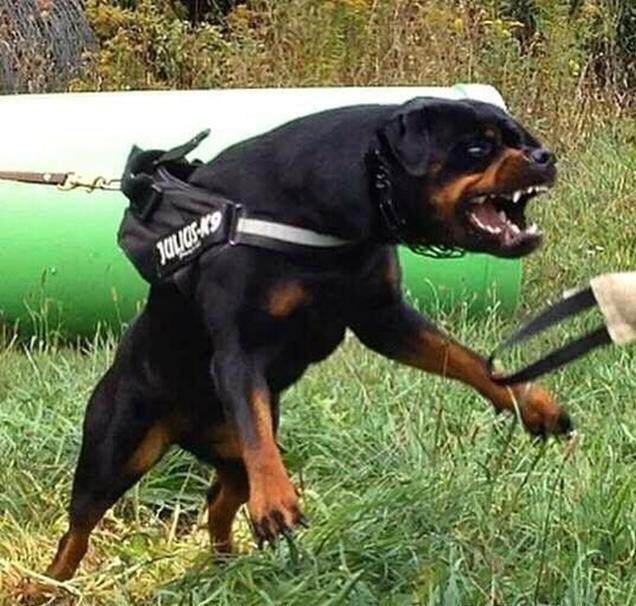 德牧和罗威纳哪个聪明,德牧和罗威纳哪个厉害