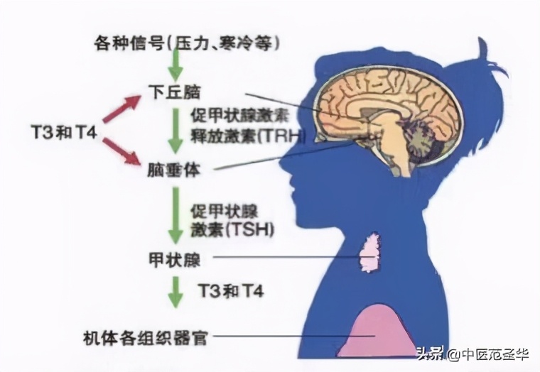 关于甲亢的中医最佳治疗方法,甲亢诊断建议书