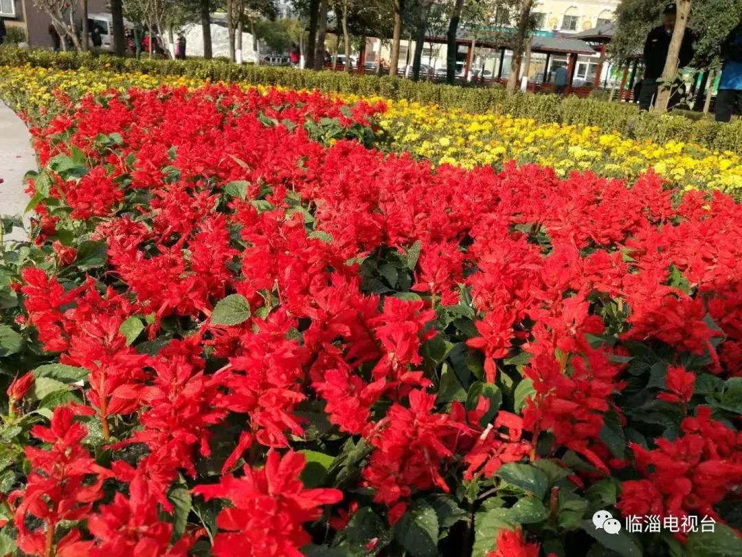 淄博市经济社会发展现场观摩点评,2020年度淄博市经济社会发展