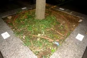 大树移植机视频大全,大树移植的正确方法