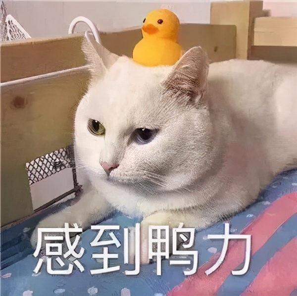 确定猫咪怀孕,怎么证明猫咪是不是怀孕了