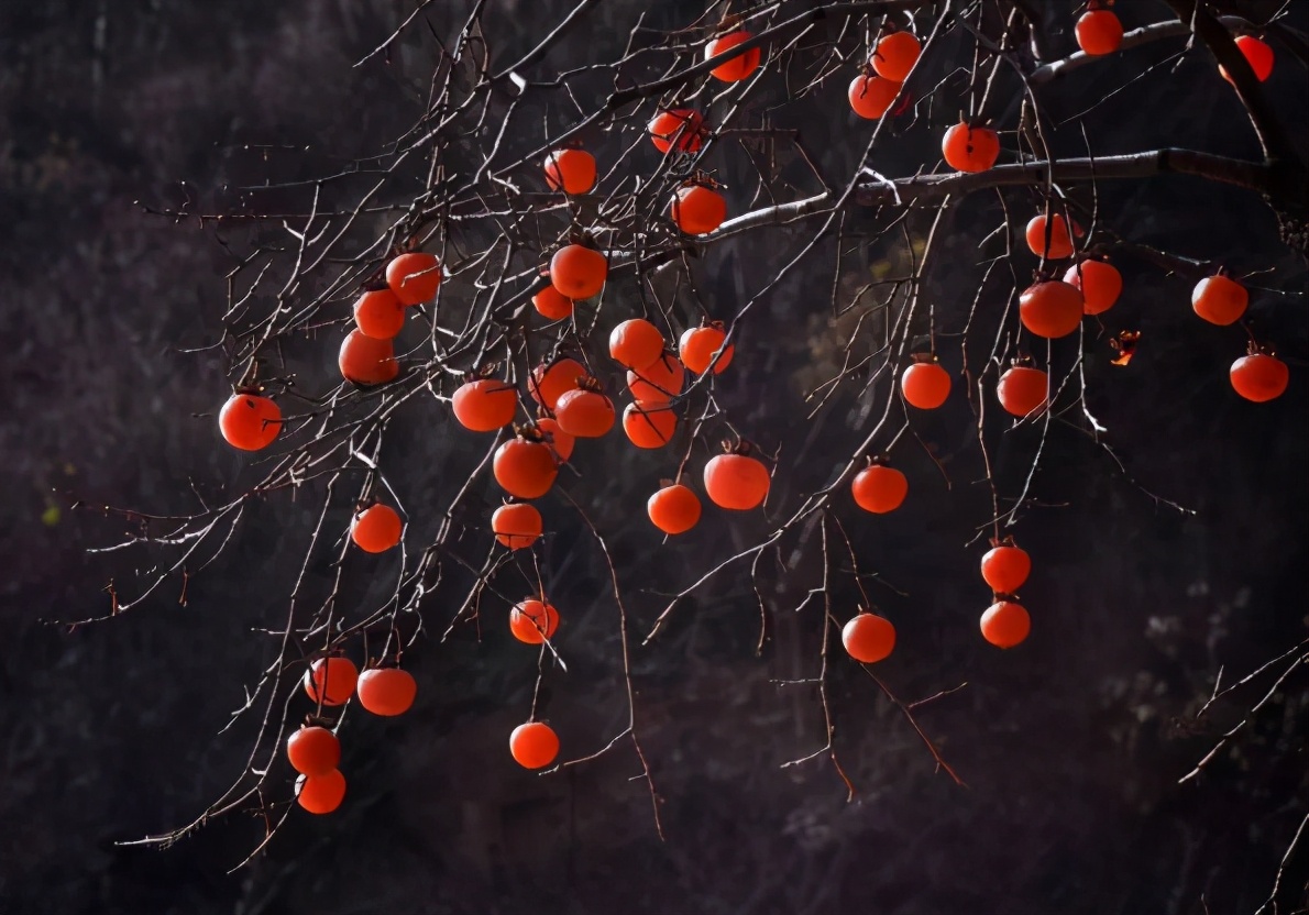 寿命达300年,曾是我国的“铁杆庄稼”,如今却常掉一地无人捡