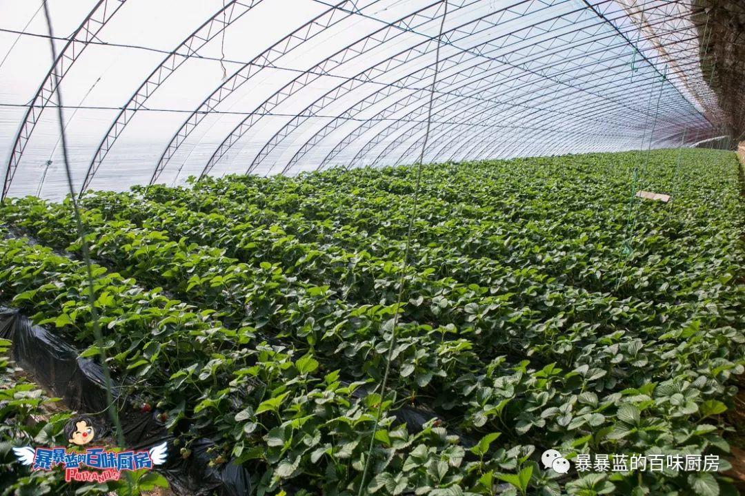 丹东特大久久红草莓,丹东九九大草莓是引进的吗