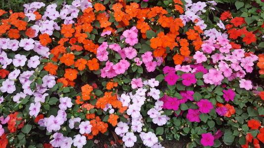 五一草花摆放的图片,春天常见的40种花图片