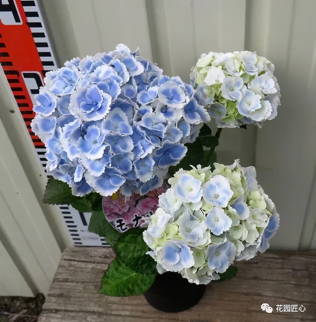 最漂亮的十种绣球,最省心的绣球