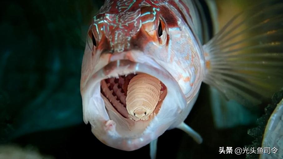 常见几种鱼体寄生虫,鱼类身上肉眼可见的寄生虫