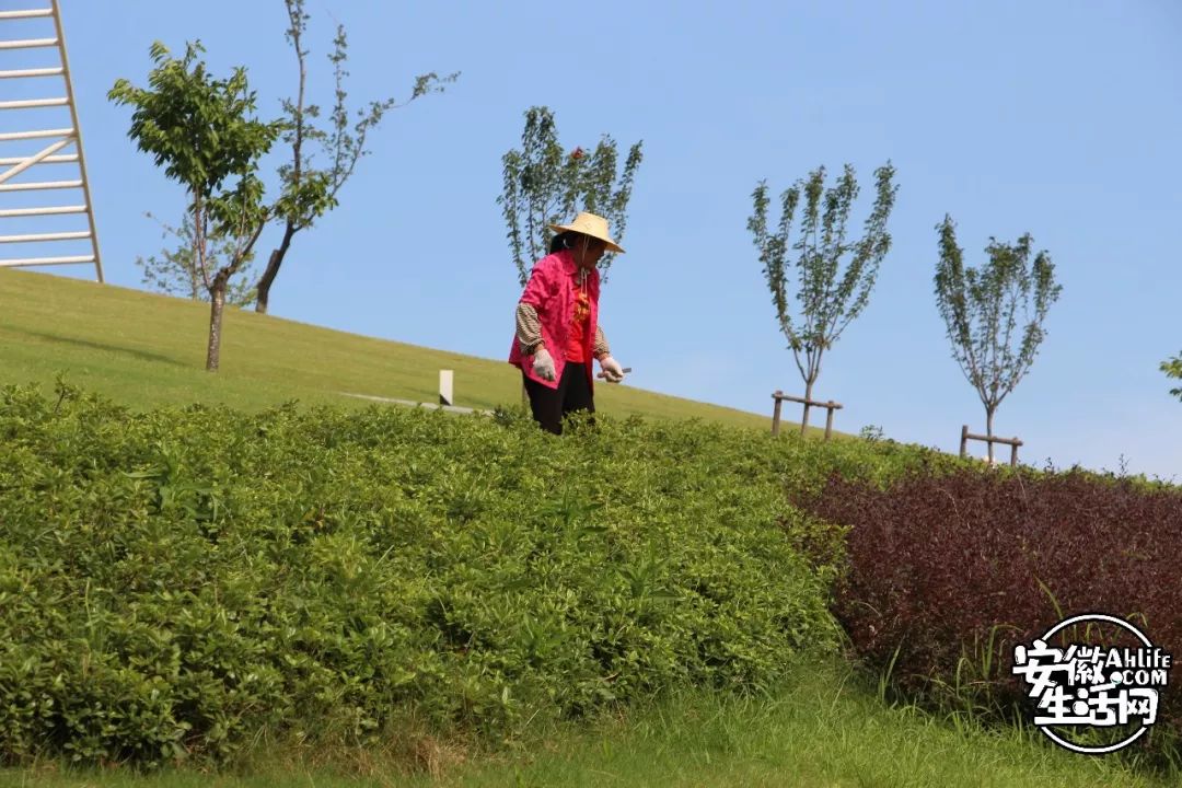 庐阳老城内藏着一处最大的综合性森林公园，人少景美，关键还免费