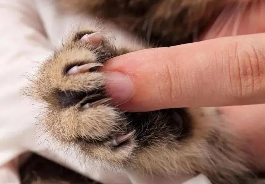 猫咪的爪子怎么捏,猫咪为什么不喜欢被铲屎官摸爪子