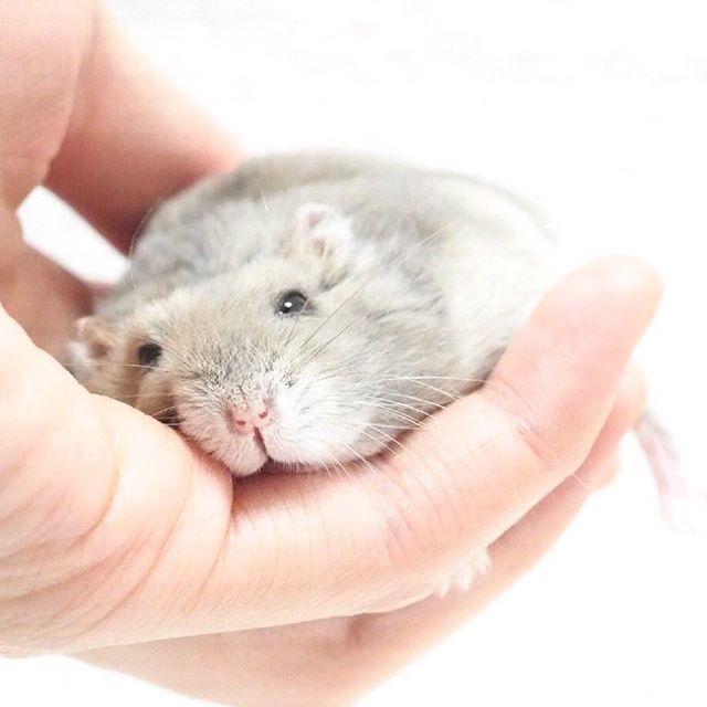 仓鼠躺手可爱,仓鼠躺手是好事吗
