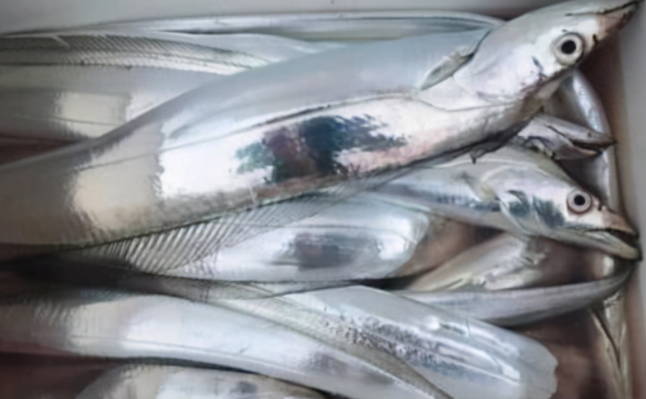 买带鱼的正确方法和注意事项,挑选带鱼的正确方法