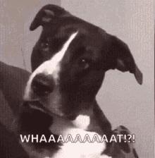 皮肤起小肉球怎么回事,大腿皮肤下面有个小肉球