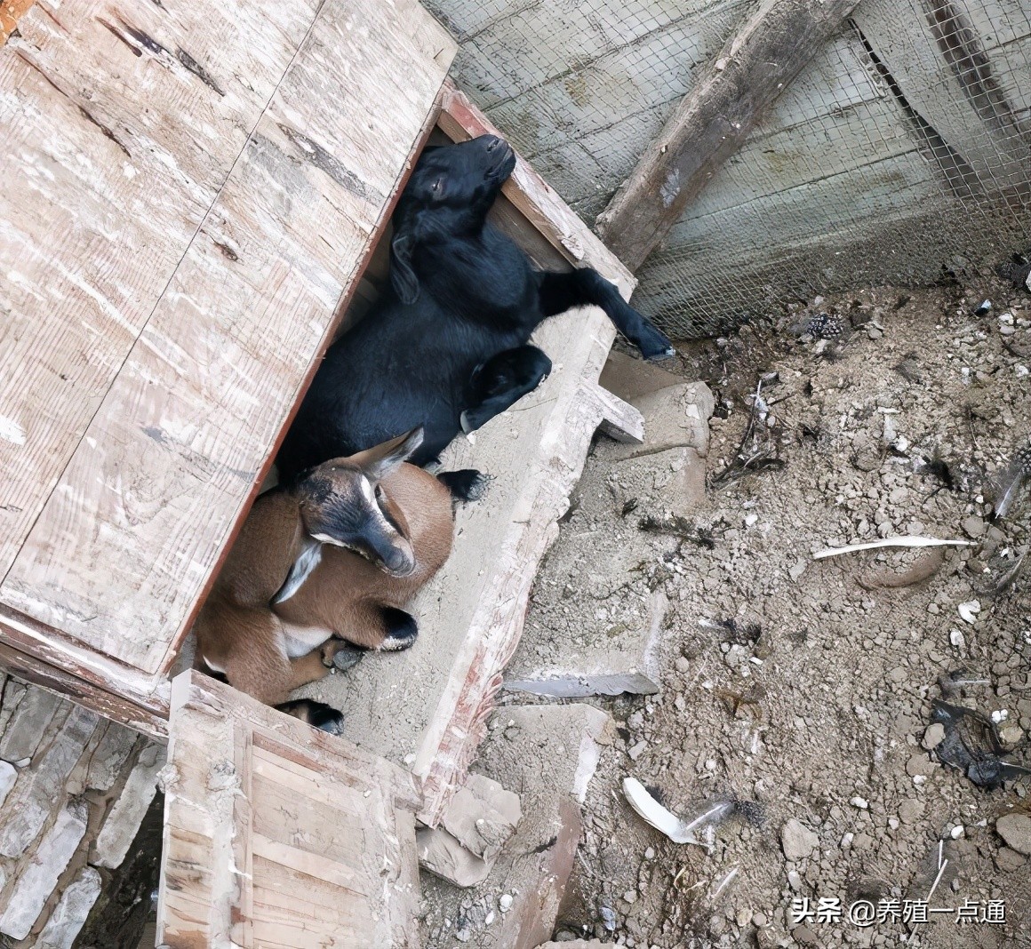 养羊创业代养模式,在农村养羊如何年入百万