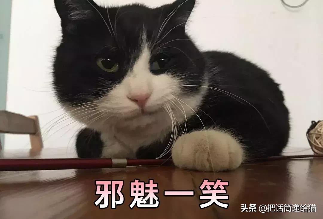 猫故事书籍,猫故事小说