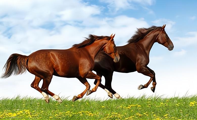 马肉和骡子肉为啥没人吃,为什么都吃牛肉不吃马肉