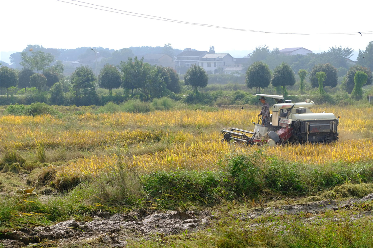 乡镇就业扶贫取得实效,乡镇精准扶贫新模式
