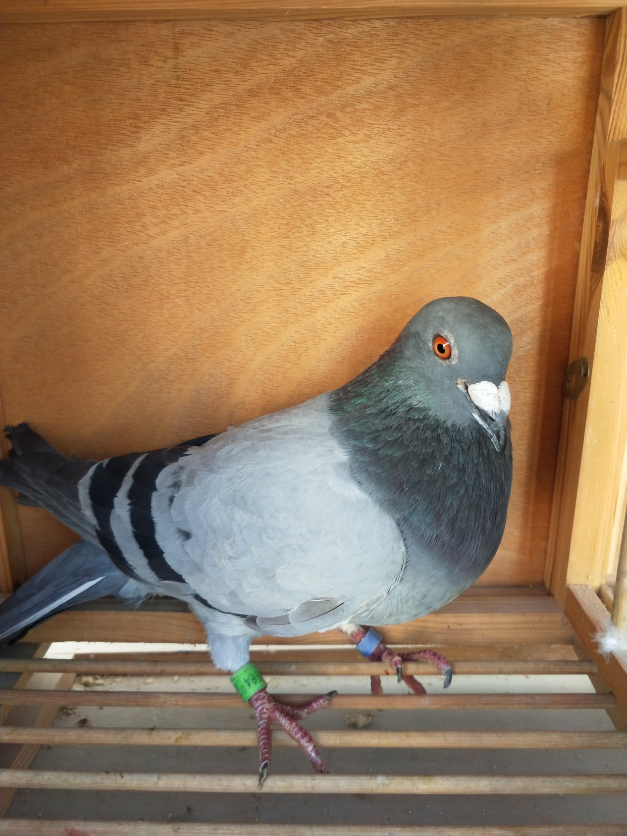 信鸽嗉囊炎的治疗方法,赛鸽嗉囊