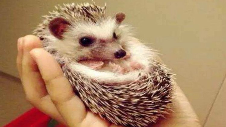 养刺猬宝宝的第一天,刺猬宝宝的养殖方法