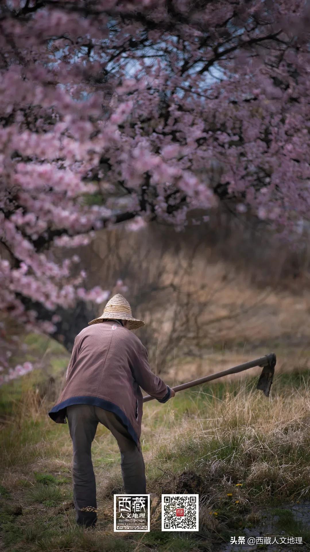 又仙气又美丽的壁纸,适合春日的绝美壁纸