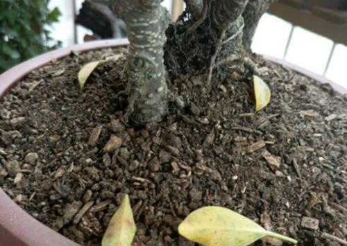 盆栽榕树掉叶怎么回事,盆景榕树经常掉叶什么原因