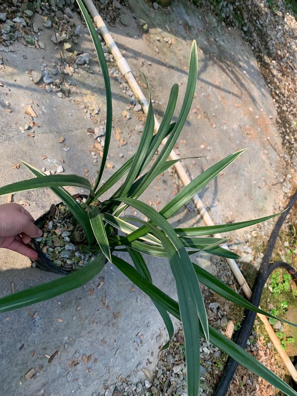 墨兰的五种奇花介绍,金边墨兰带花苞精品