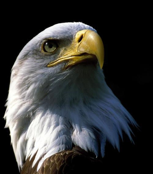 高空捉虫，水下捕鱼，还能看到紫外线，鸟类的眼睛里藏着什么秘密