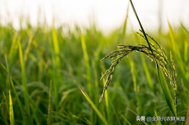 优质水稻具备哪五好特征,专家看水稻