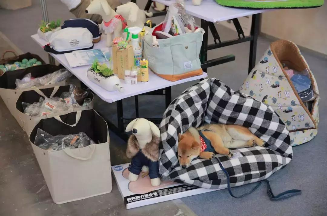 2019年第161届中国宠物文化节,2018年宠物文化节