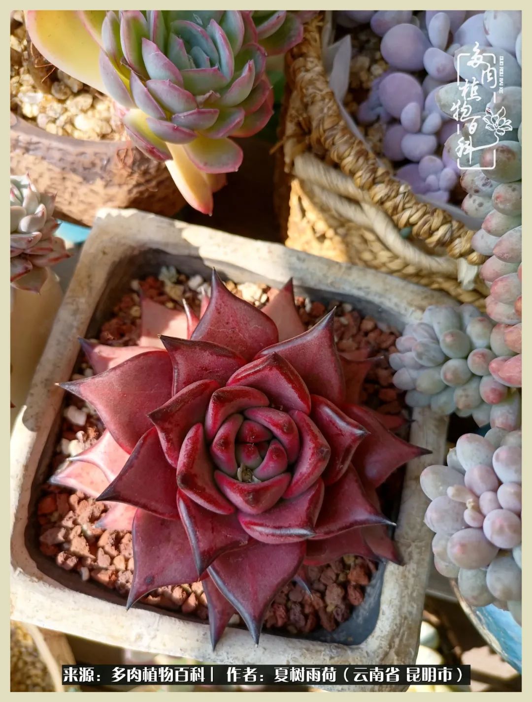 自从养了多肉有了窗台想要个阳台,养多肉10年多