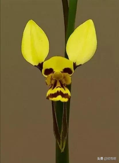 十种稀有长寿花,80个长寿花品种全都美极了