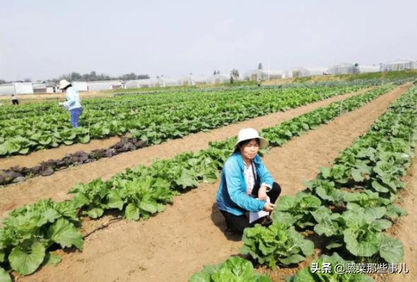 中原蔬菜博览会直播间,2024蔬菜博览会直播