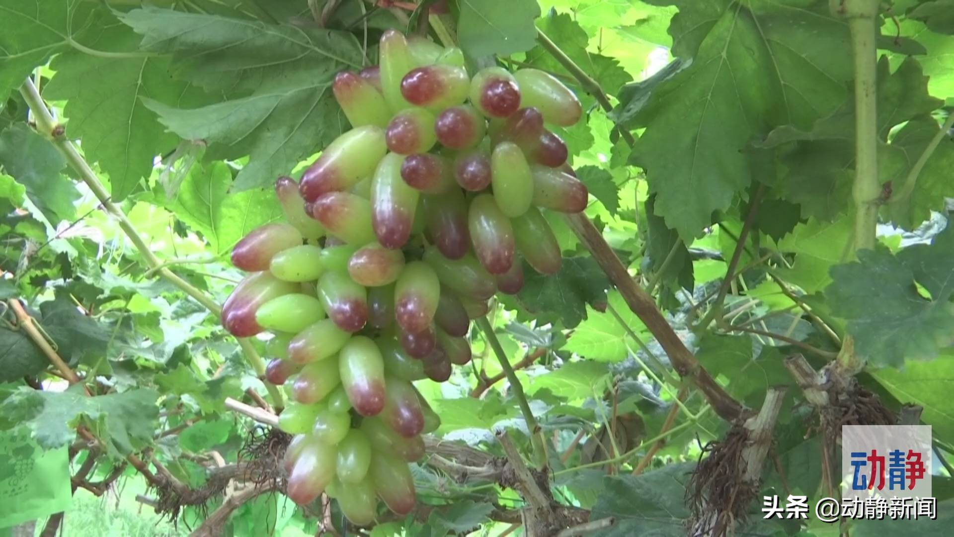 诗不可说,诗不可说什么意思