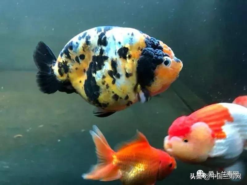 兰寿金鱼鲨鱼鳍品种图片大全,金鱼泰狮与兰寿是一个品种吗