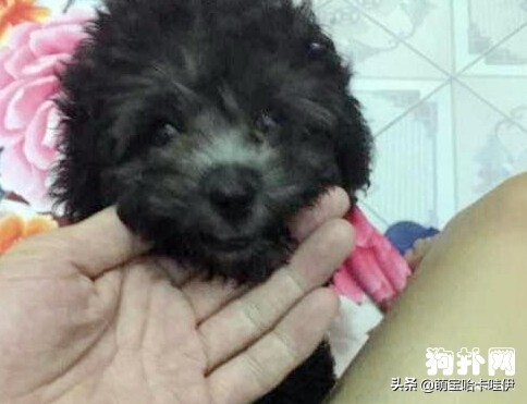 黑色泰迪褪色后什么样,黑色泰迪多大开始褪色