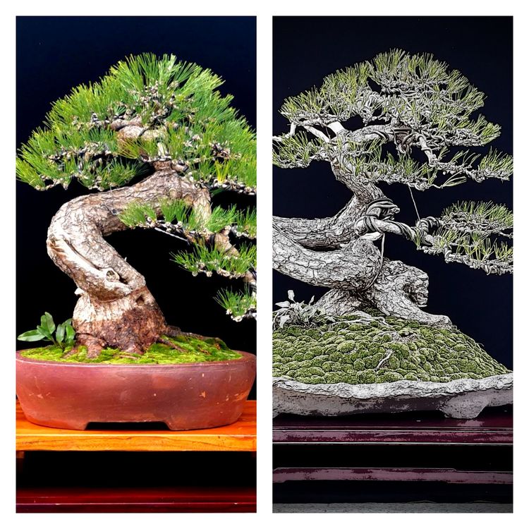 金奖精品黑松盆景 (日本国风展黑松盆景高清图)