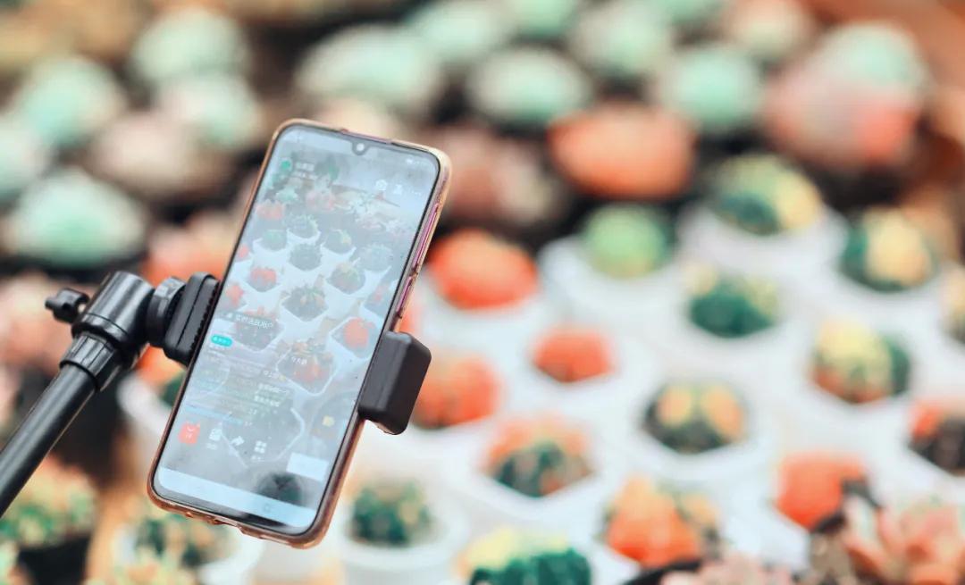 这个年销量上亿株多肉的县城，举办了首届多肉电商节