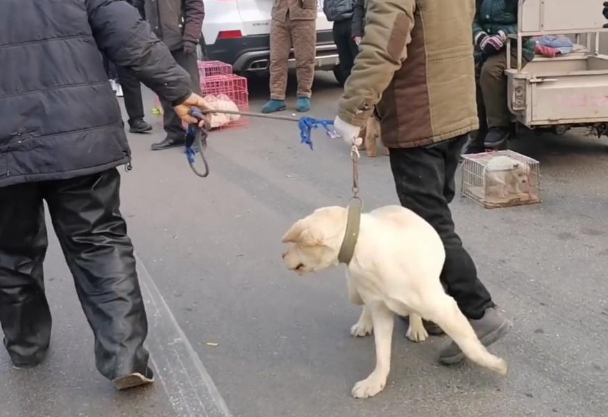 拉布拉多幼犬被扔到了狗肉馆,肉狗拉布拉多