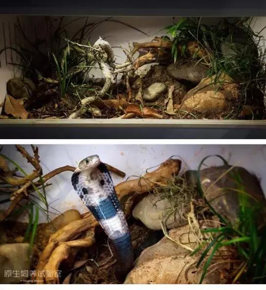 如何让观赏蛇类在人工环境下住得幸福