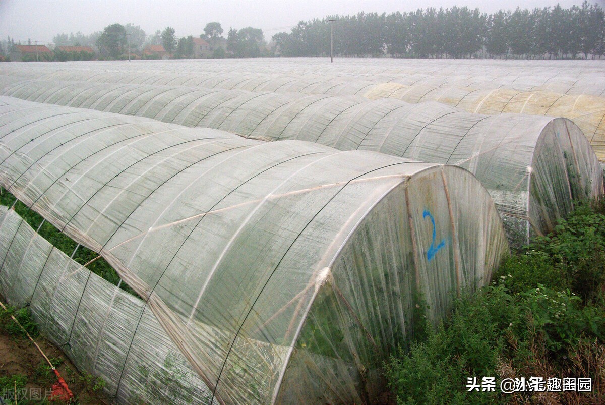 生态农业的优势及前景,生态农业发展存在的问题