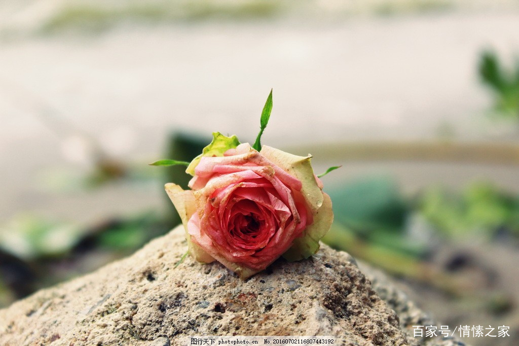 妯娌关系不好兄弟怎么处理,和妯娌属相不合怎么化解