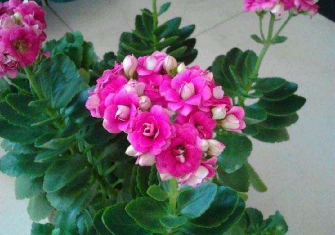 刚买的长寿花叶子发软耷拉怎么办,长寿花叶子发软打蔫焦枯怎么处理