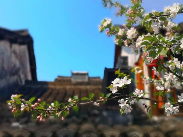 病理性脱发,偏执性脱发