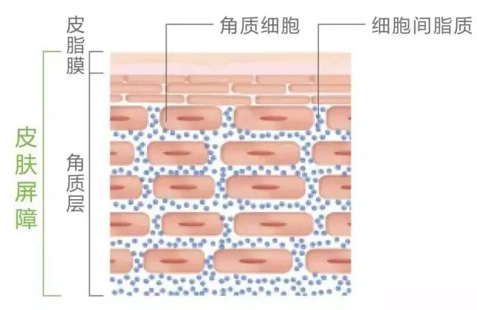 过敏后修复红血丝增厚角质层,过敏皮肤怎么抗衰老