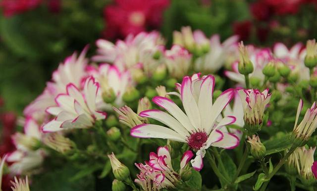西安三桥附近哪里有花卉市场,西安北二环大明宫花卉市场地址