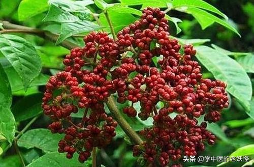 中药吴茱萸用量,每日一方吴茱萸汤