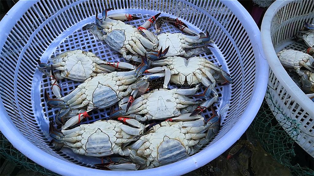 丹东蟹子哪里买今年,丹东最便宜的蟹子